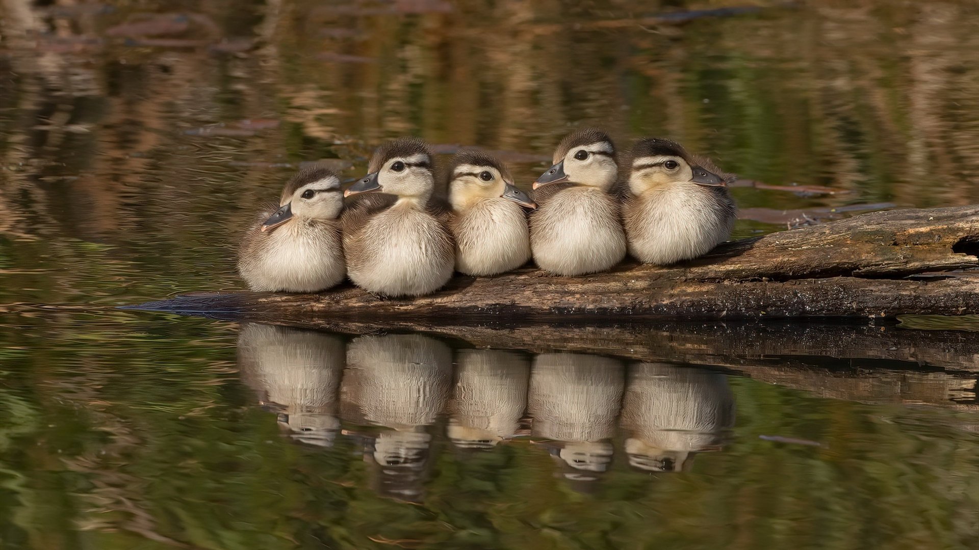 中国篮球球员体能恢复体系与伤病管理路径探讨，中国篮球运动员体测数据