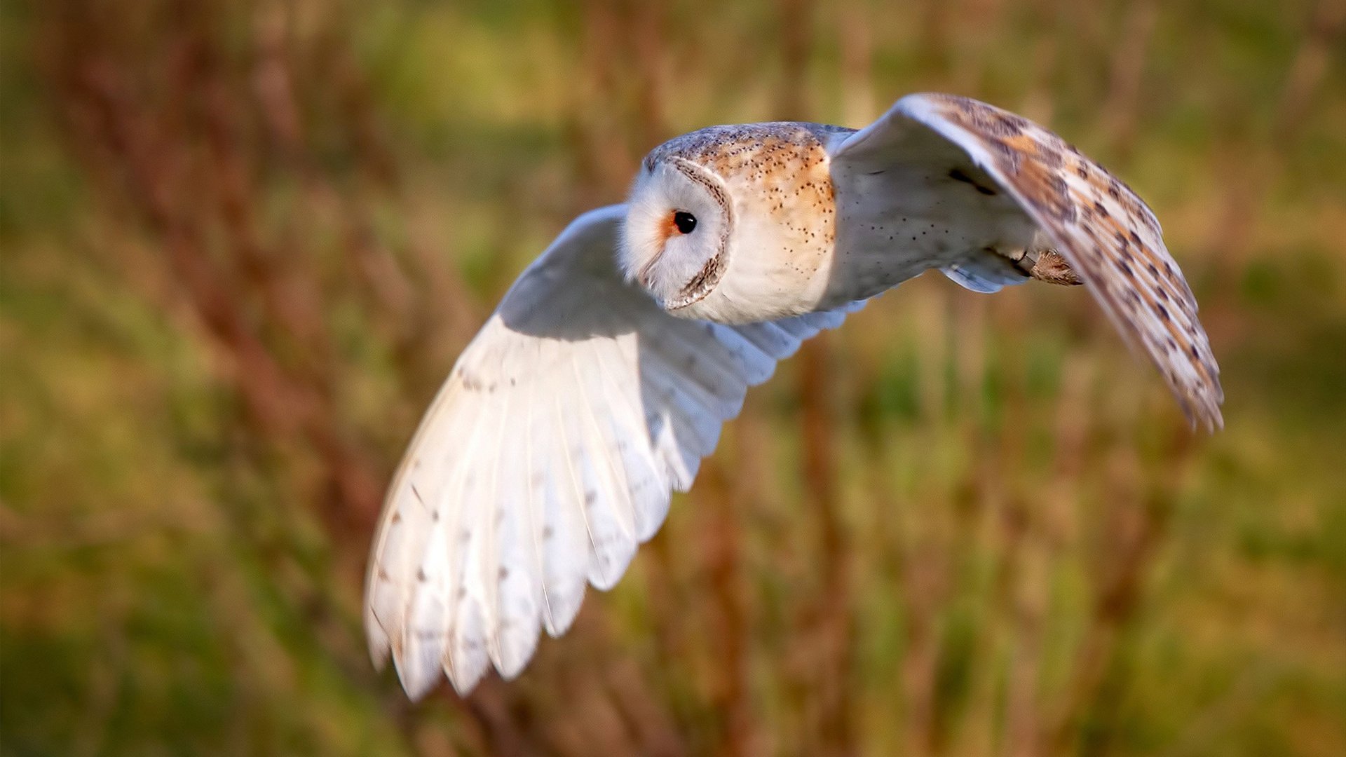 俱乐部与科技公司合作 推出训练表现可视化平台,俱乐部平台的企业