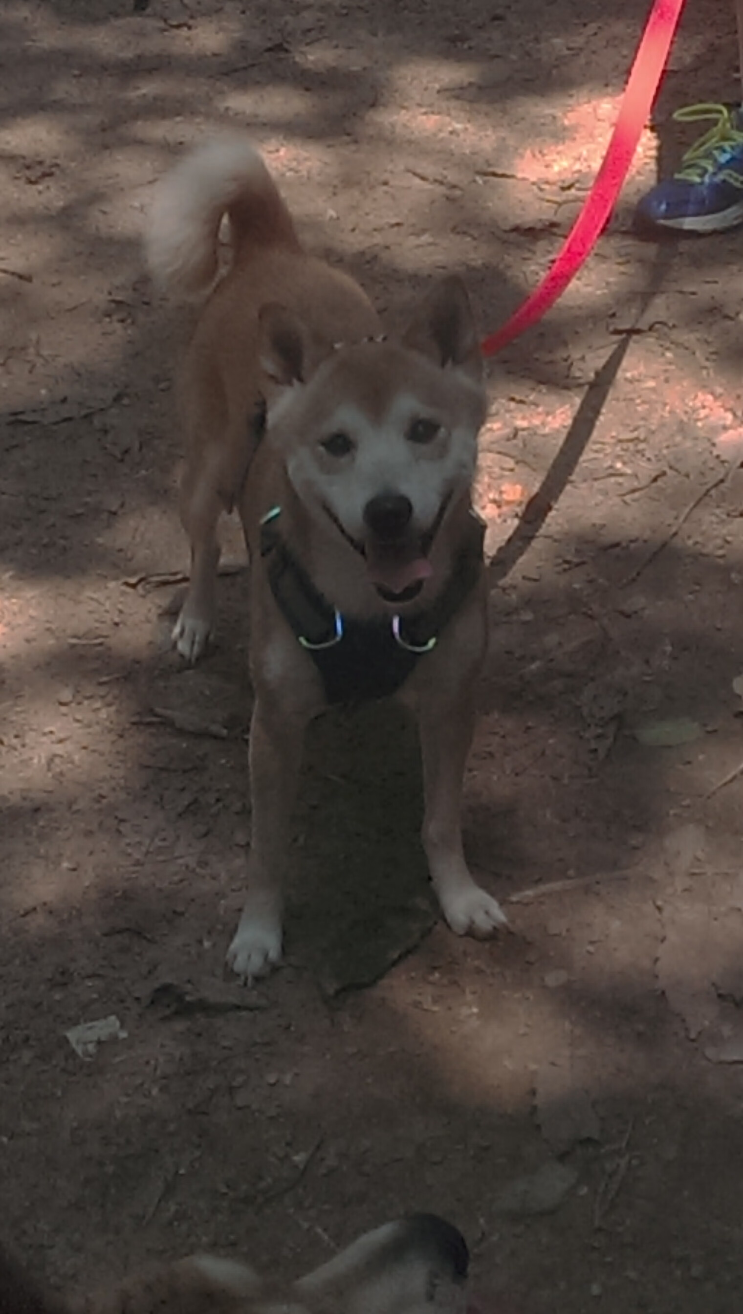 冯珊珊减重70斤：解析“躺着瘦”的科学可能性